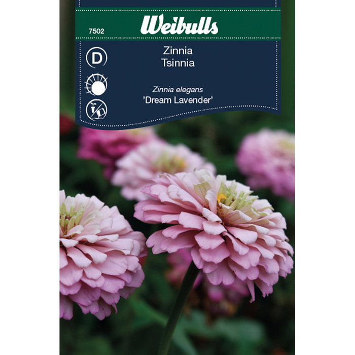 Zinnia Elegans 'Dream Lavender'